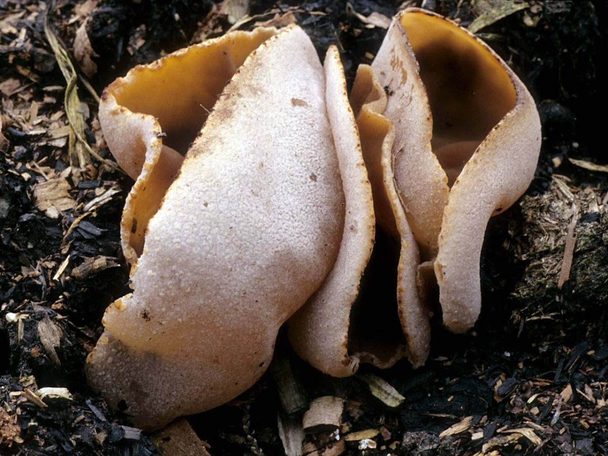 Пецица изменчивая – гриб необычной формы — викигриб