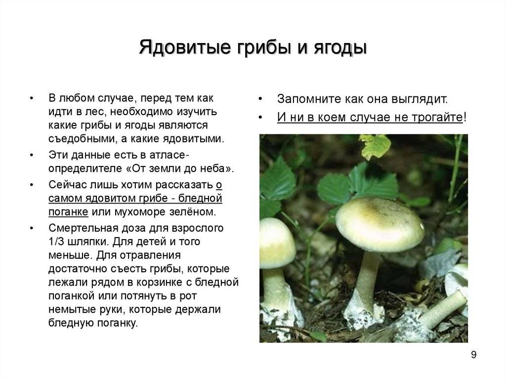 Названия съедобных и несъедобных грибов с картинками + видео