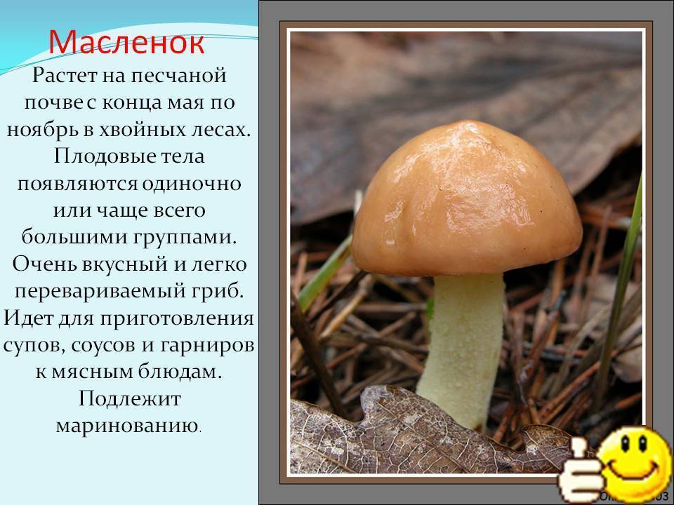 Маслята ложные и съедобные — фото, как отличить, описание грибов