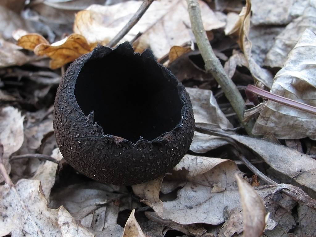 Лопастник бокальчатый — описание гриба, где растет, похожие виды, фото