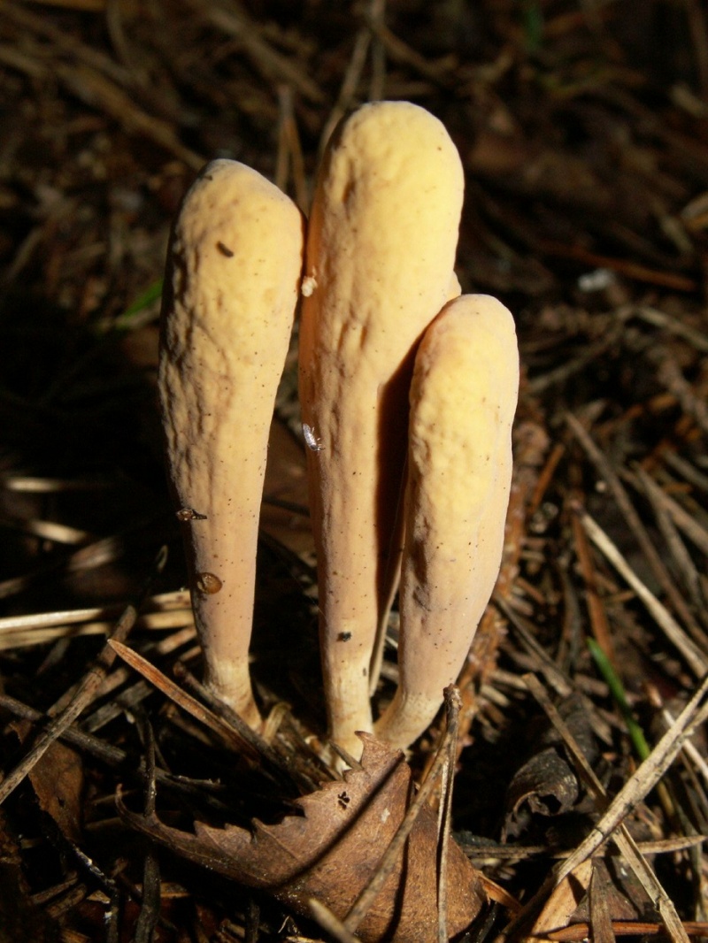 Клавариадельфус язычковый, описание гриба — викигриб