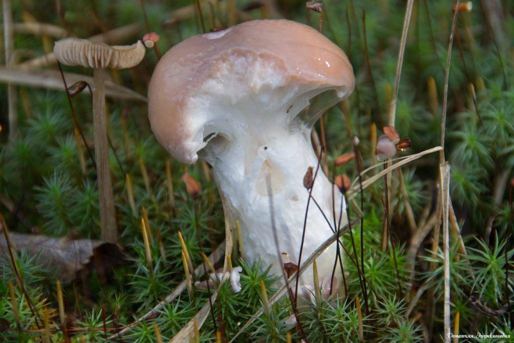 Мокруха: описание и разновидности гриба.подробная информация