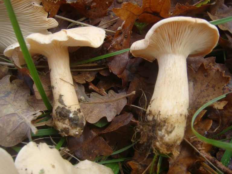 Подогнутая говорушка – фото и описание съедобного гриба, где растет, внешний вид