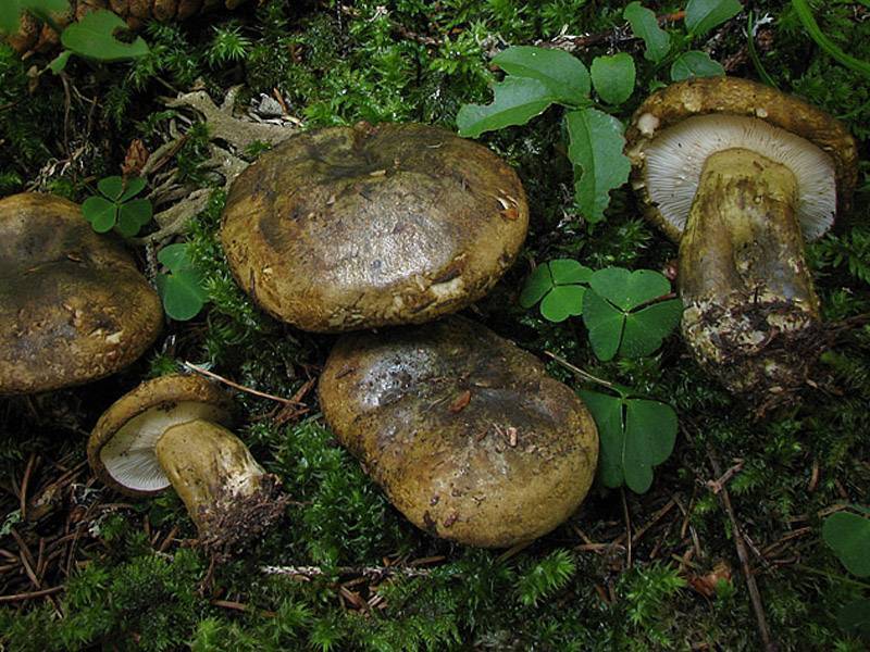 Ложные грузди: похожие грибы, описание, фото