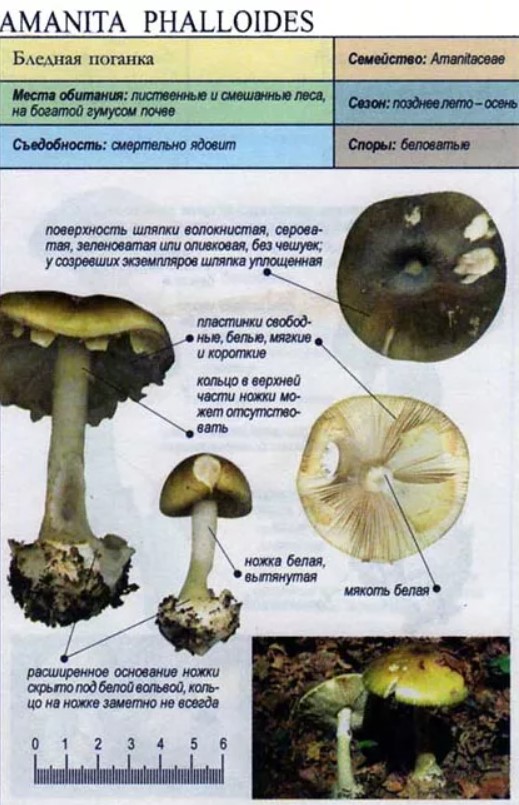 Бледная поганка: ядовитые грибы. описание и фото бледной поганки.