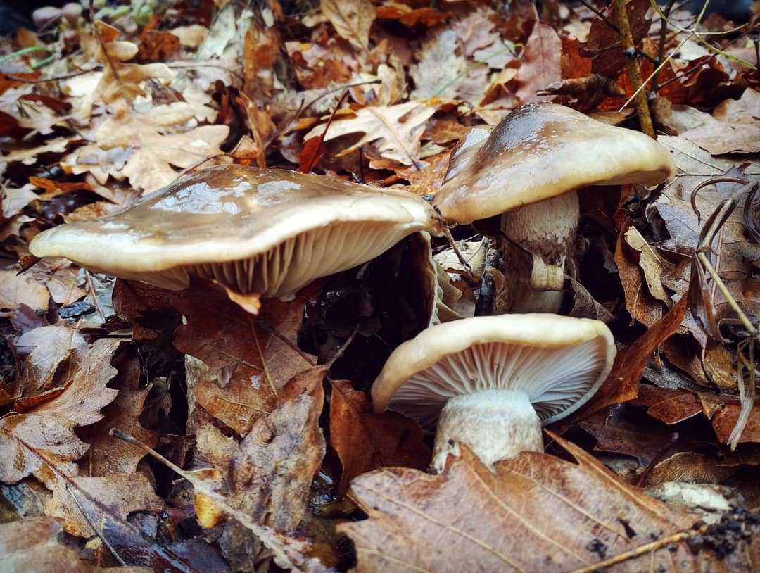 Собираем грибы – мини энциклопедия грибов беларуси