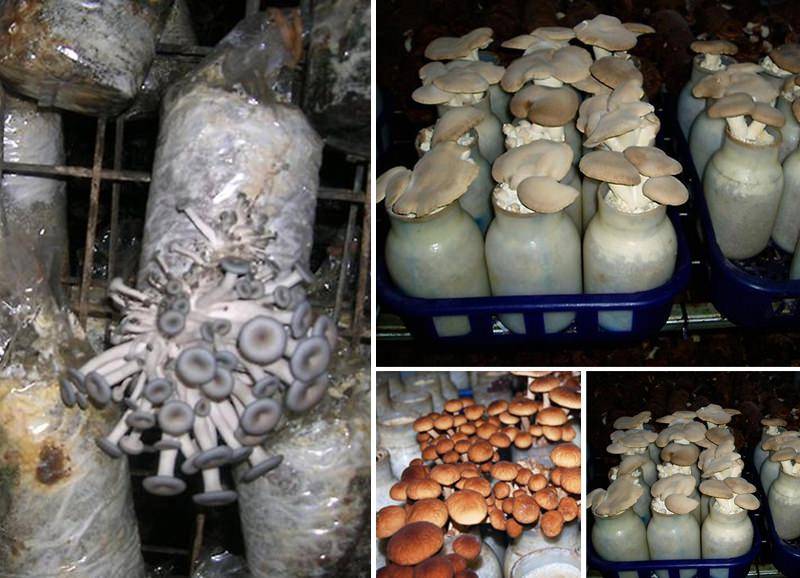 Видео: Выращивание грибов в домашних условиях