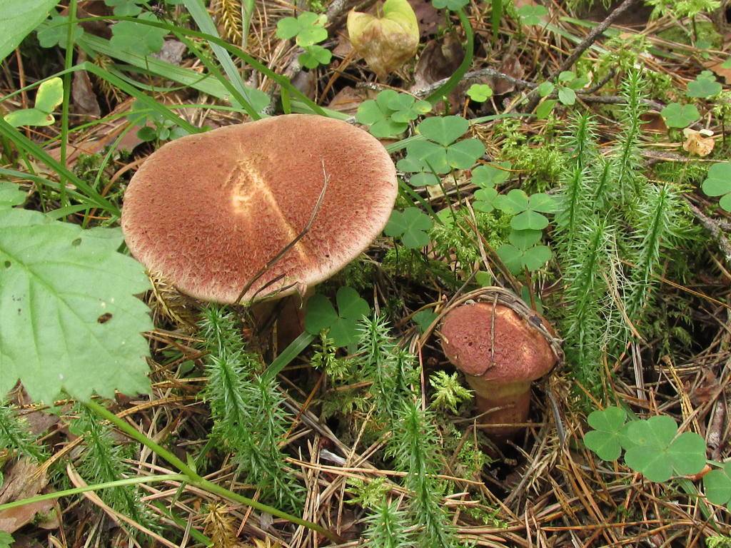 Маслёнок полоножковый (suillus cavipes) – грибы сибири