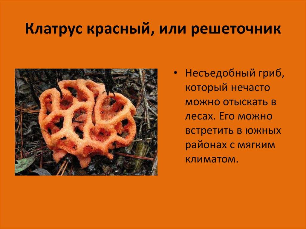 Решеточник красный: описание гриба, места распространения, фото