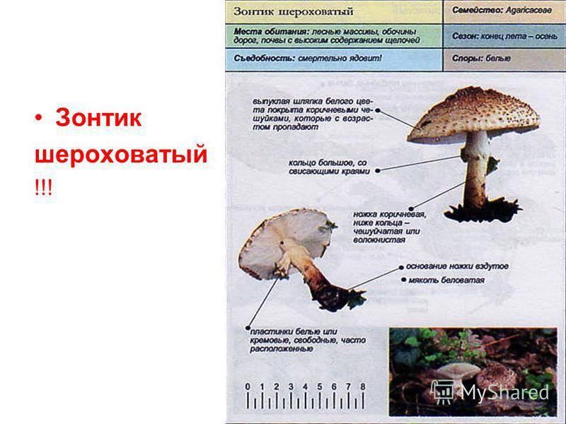 В чем особенность гриба зонтик девичий?