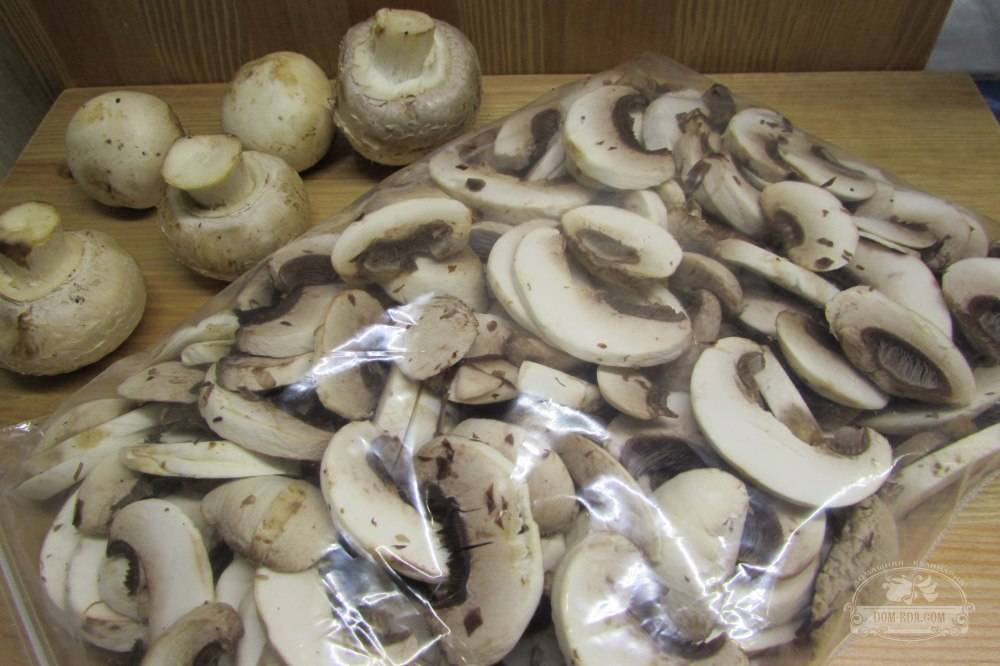 Как заморозить грибы вешенки на зиму без потери качества и полезных свойств