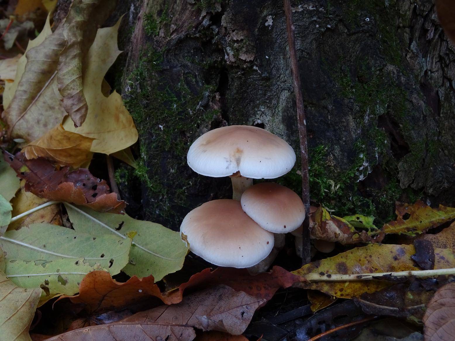 Полубелый гриб (boletus impolitus): фото, описание и как его готовить
