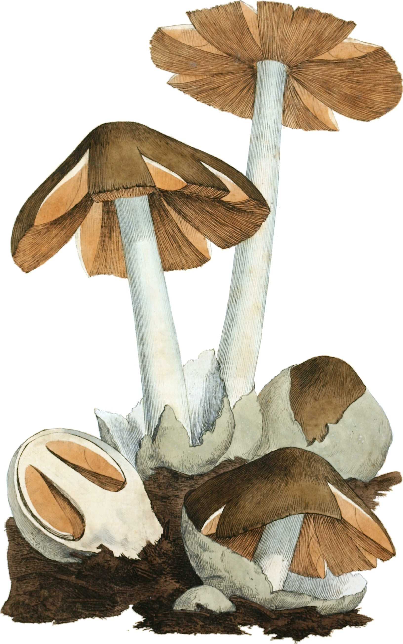 Вольвариелла (соломенный гриб)