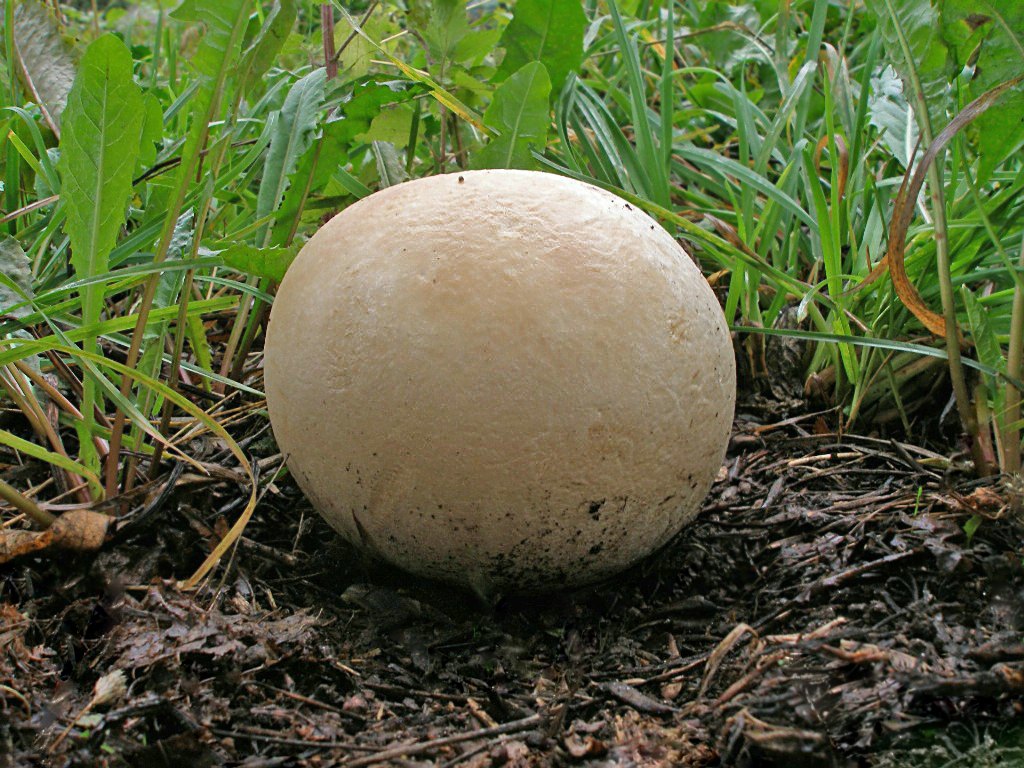 Головач (род грибов)
