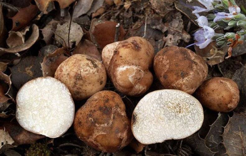 Часть гриба под землёй. ризопогон обычный (rhizopogon vulgaris)