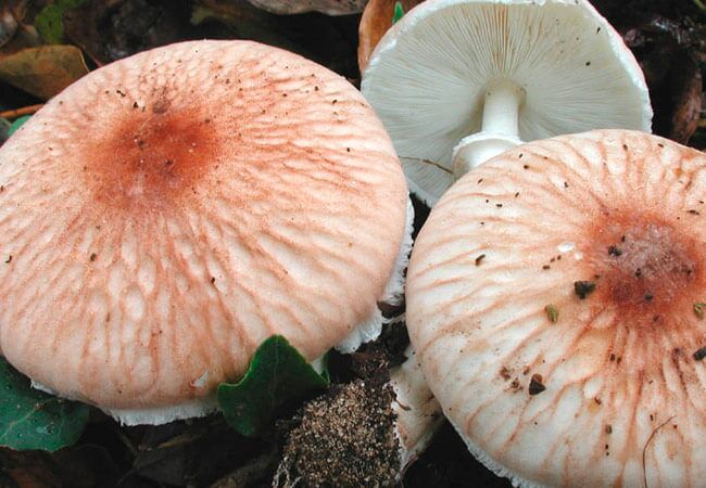 Мутинус равенеля или сморчок вонючий (mutinus ravenelii): фото, описание, польза, правильное использование и лечебные свойства гриба из красной книги