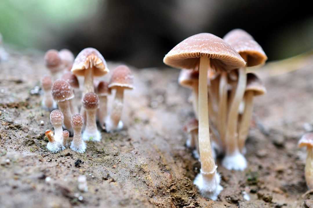 Строфария морщнистая — описание гриба , где растет, похожие виды, фото