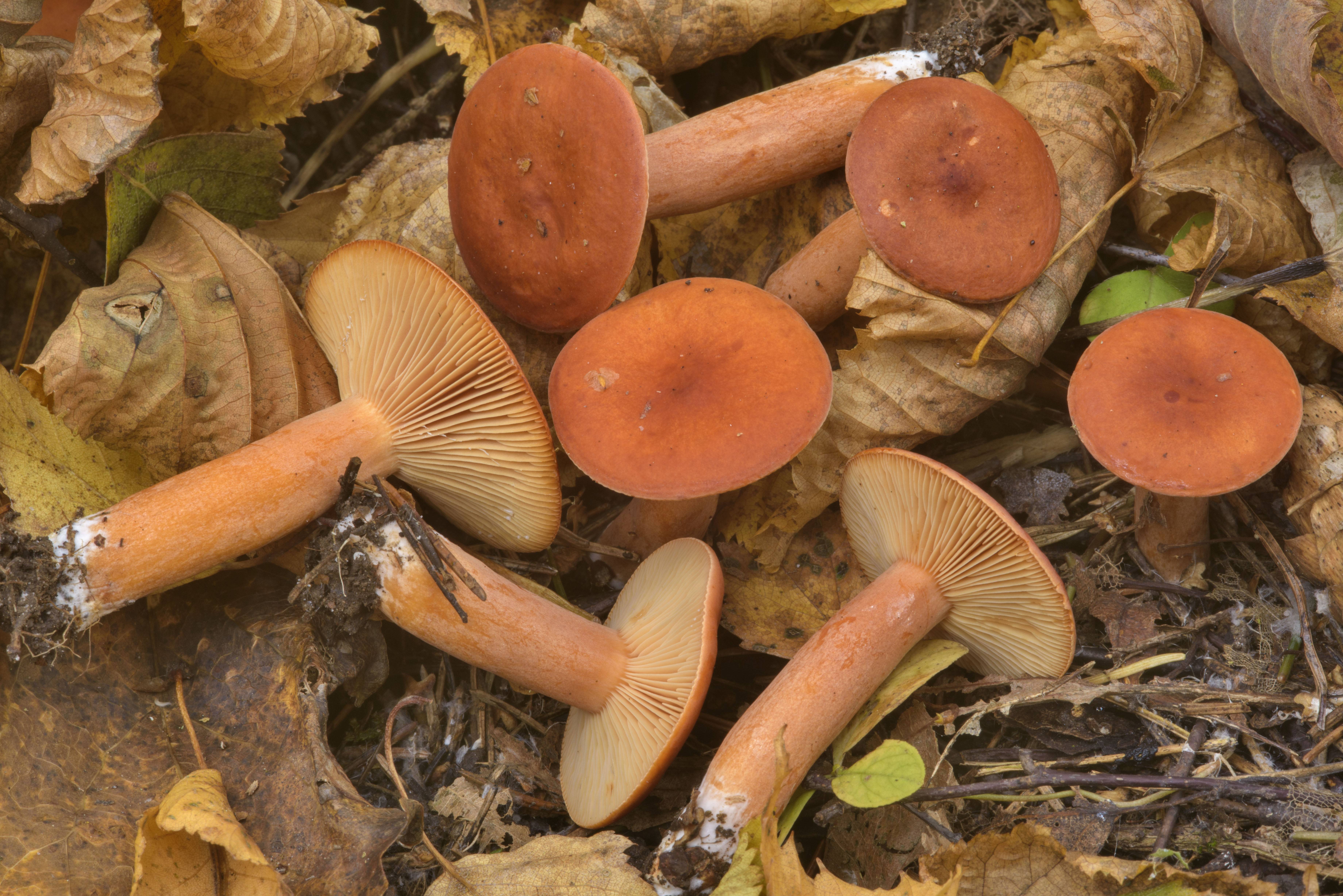 Оранжевые грибы: разновидности, описание и фото