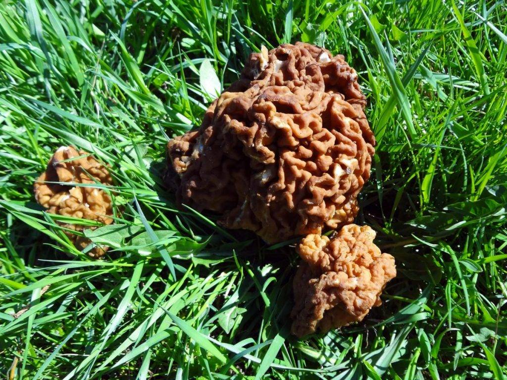 Топ-5 странных, но съедобных грибов ленобласти
