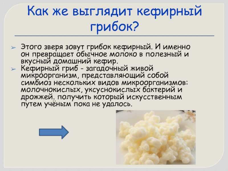 Тибетский кефирный гриб: польза и вред, применение от болезней | spacream.ru