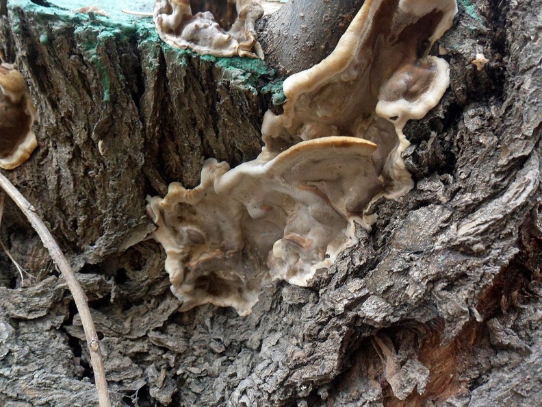 Беоспора мышехвостая (baeospora myosura) – описание, где растет, фото гриба