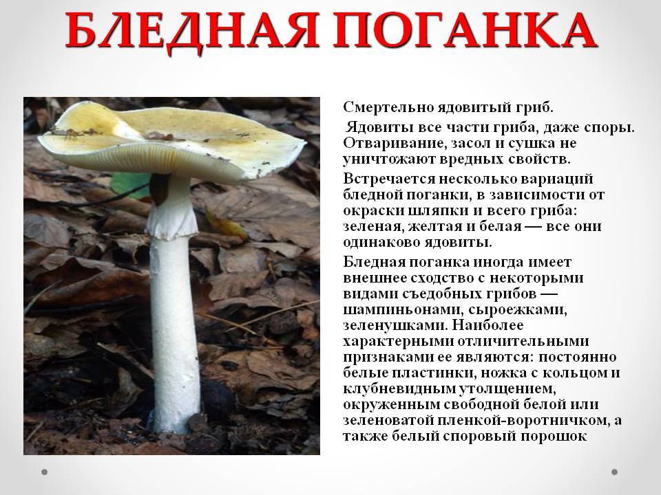 Бледная поганка - описание, фото, двойники ядовитого гриба