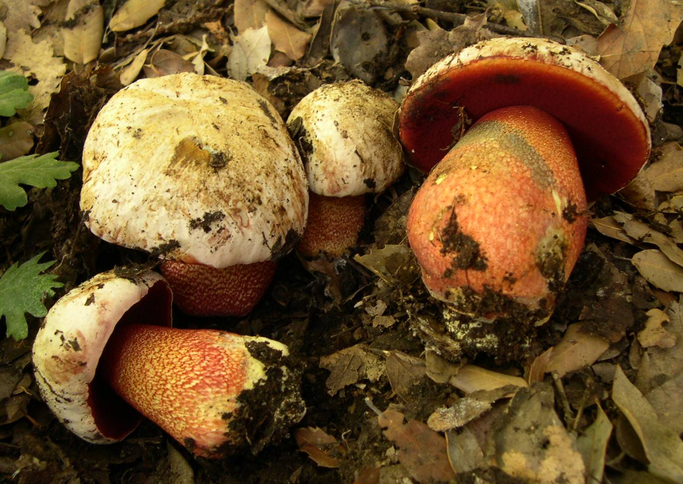 Сатанинский гриб: описание и вред для здоровья | food and health