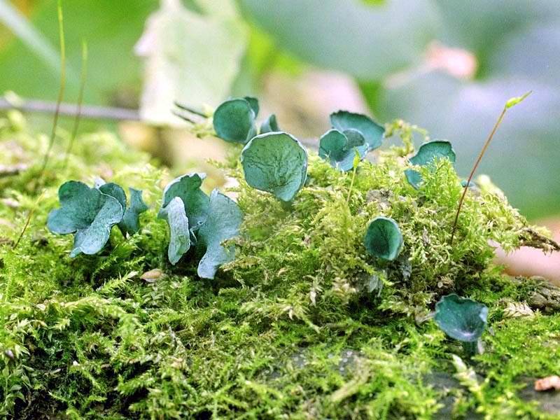 Хлороцибория сине-зеленая — описание, где растет, похожие виды, фото