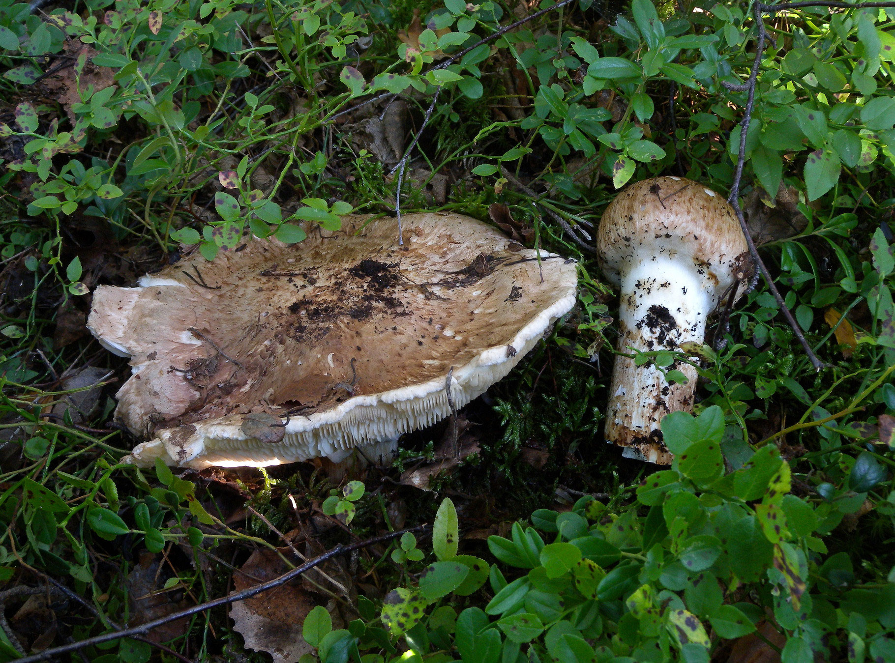 Рядовка обутая: описание ценного гриба и места произрастания с фото