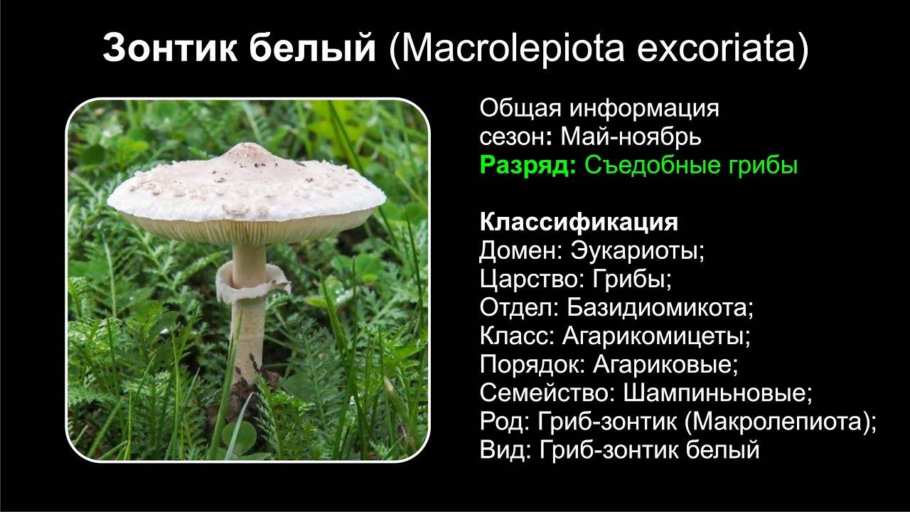 Все грибы из красной книги россии - краткое описание и фото