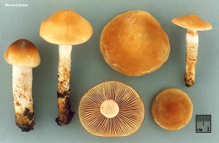 Паутинник гриб съедобный или нет. грибы паутинники и их разновидности. как готовить паутинник: рецепты приготовления