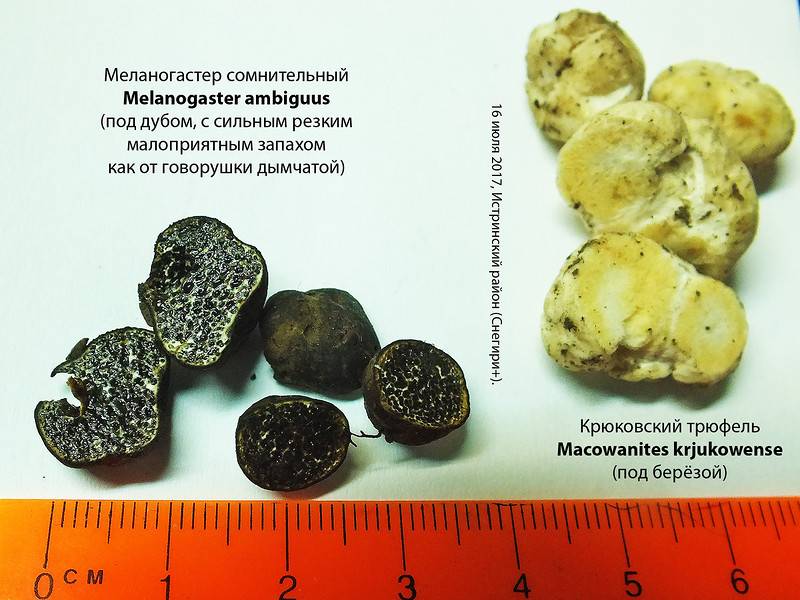 Меланогастер брума — описание, где растет, ядовитость гриба