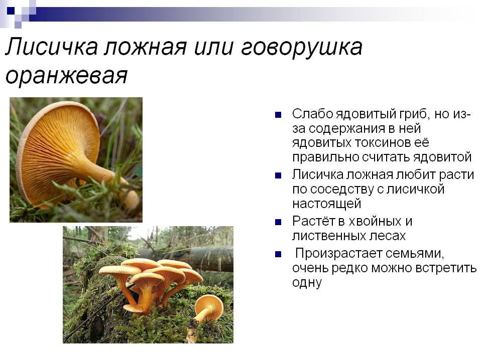 Ложные лисички: какие бывают, отличия от настоящих грибов по внешнему виду, можно ли употреблять в пищу