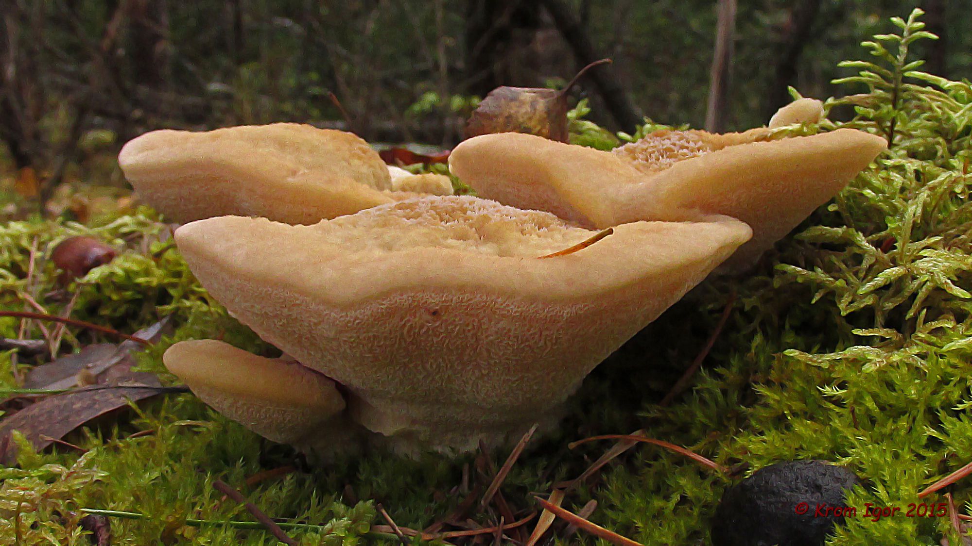 Климакодон красивейший — описание гриба, где растет, похожие виды, фото