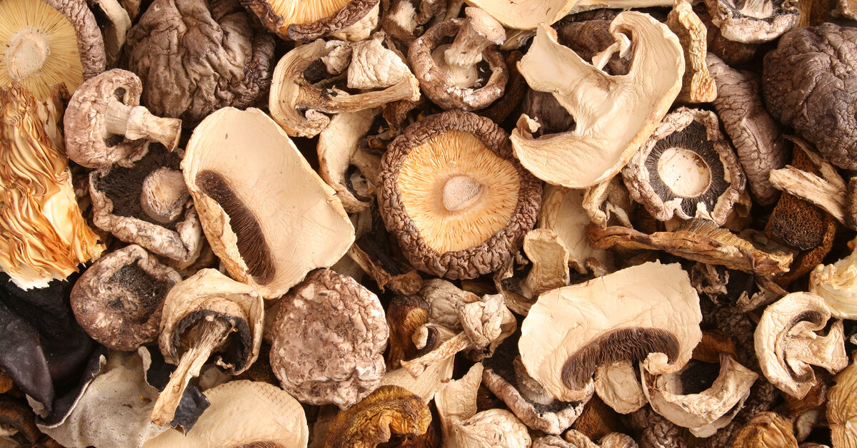 Как приготовить белые древесные грибы: варить, жарить или тушить