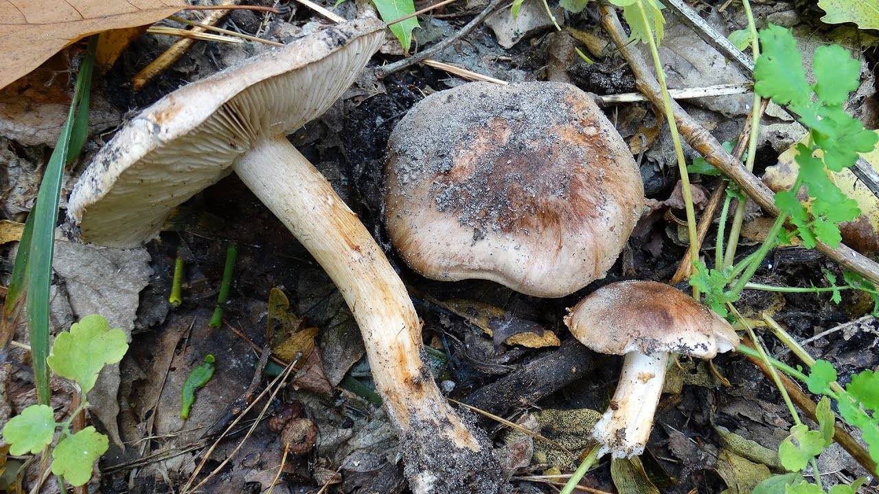 Какие грибы растут под тополями: +38 фото, описание и названия