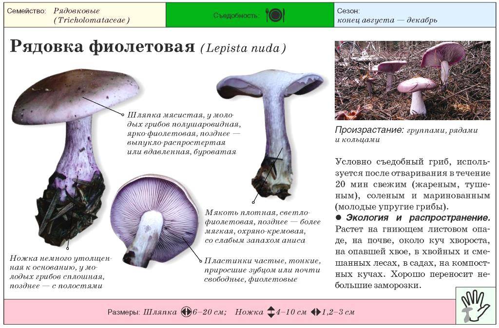 Рядовка лиловоногая: гриб синеножка- как не спутать с ядовитыми грибами? инструкция +фото и видео