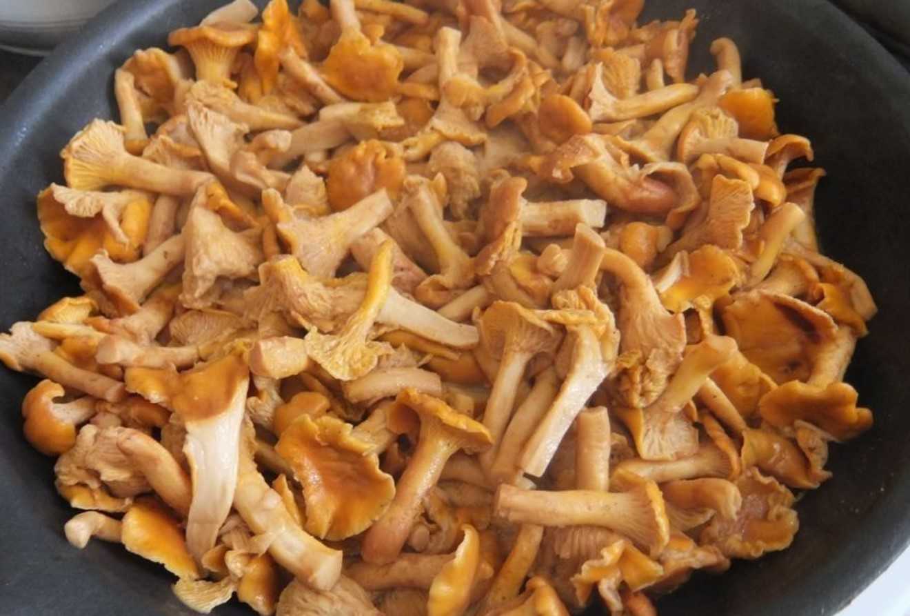 Почему горчит грибной. почему жареные грибы горчат