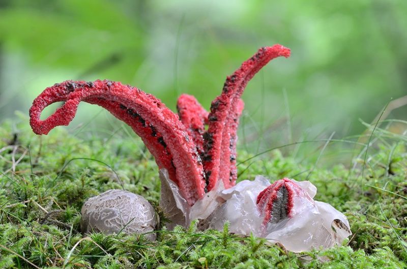 Решетчатый красный гриб. решеточник красный: описание, среда обитания и роль в жизни человека. распространение решеточников красных