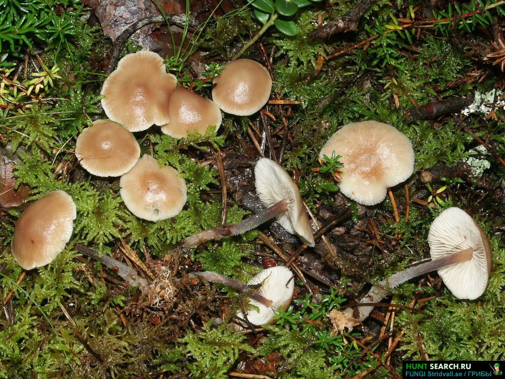 Гимнопус дуболюбивый (gymnopus dryophilus) – грибы сибири