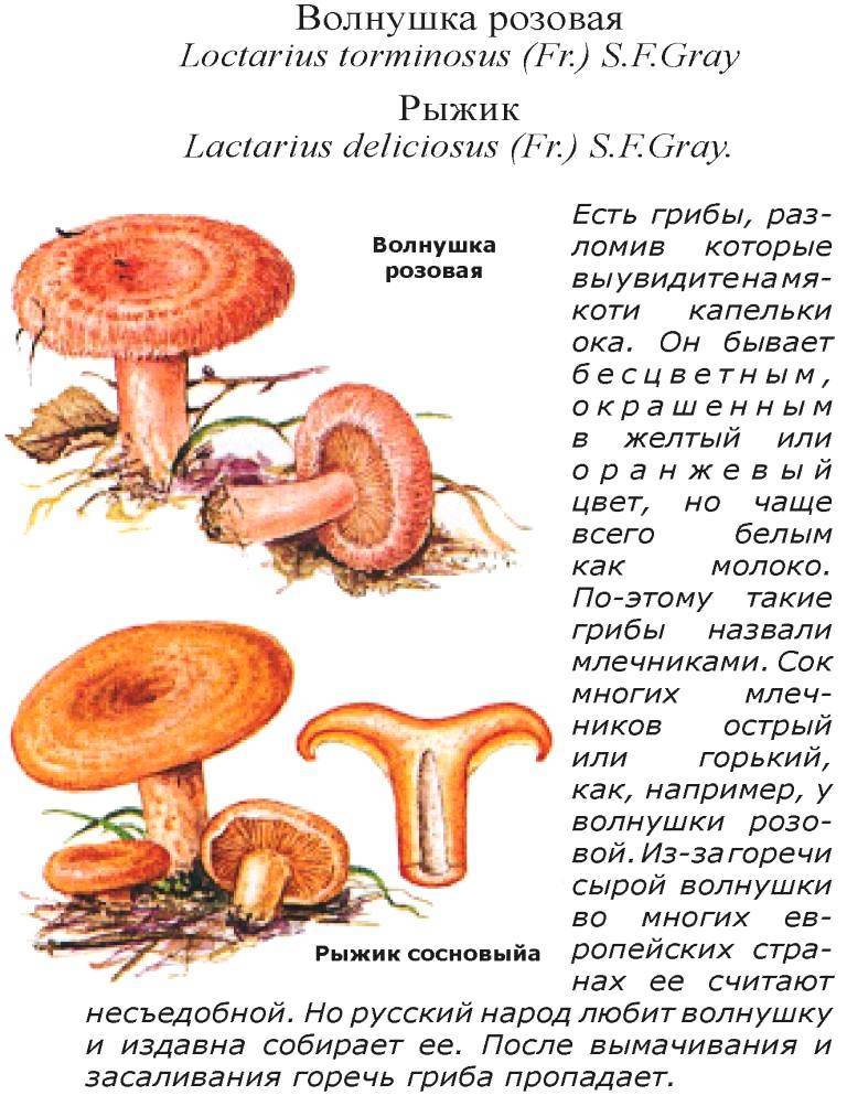 Как выглядят грибы волнушки и где их собирать
