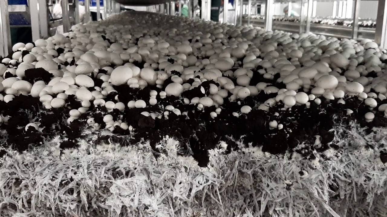 Выращивание грибов в теплице