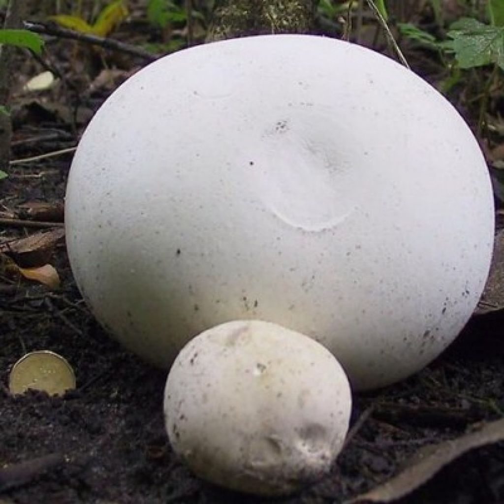 Как распознать дождевик гигантский? целебные свойства гриба
