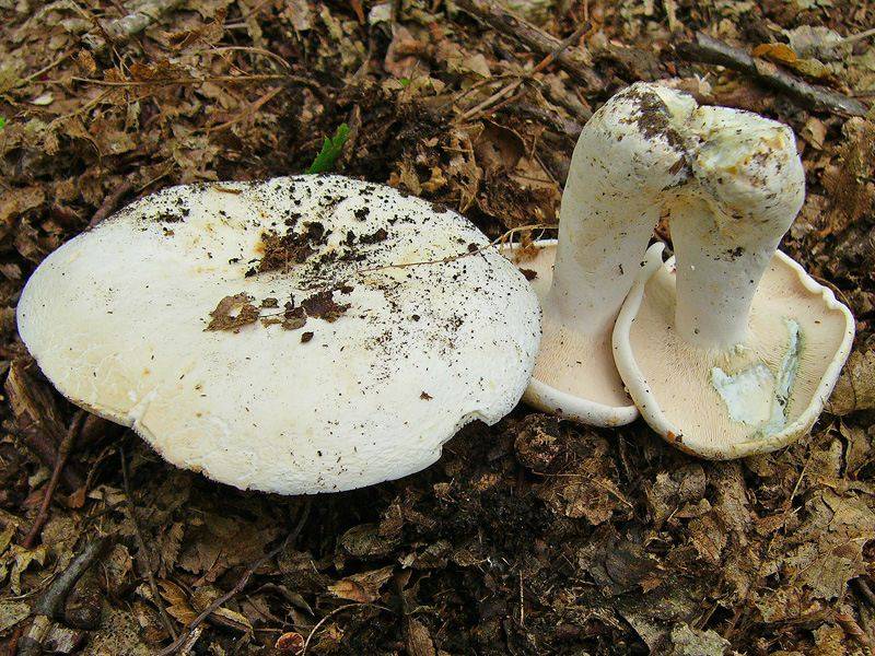Как называется гриб похожий. Белый груздь груздь перечный. Пластинчатые грибы грузди. Груздь перечный (Lactarius piperatus). Груздь скрипун.