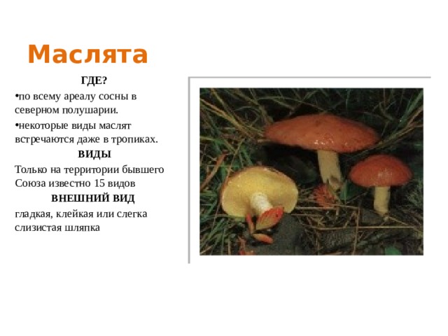 Маслёнок желто-бурый, моховик болотный, пестрец или гриб болотовик (suillus variegatus): фото, описание и как готовить