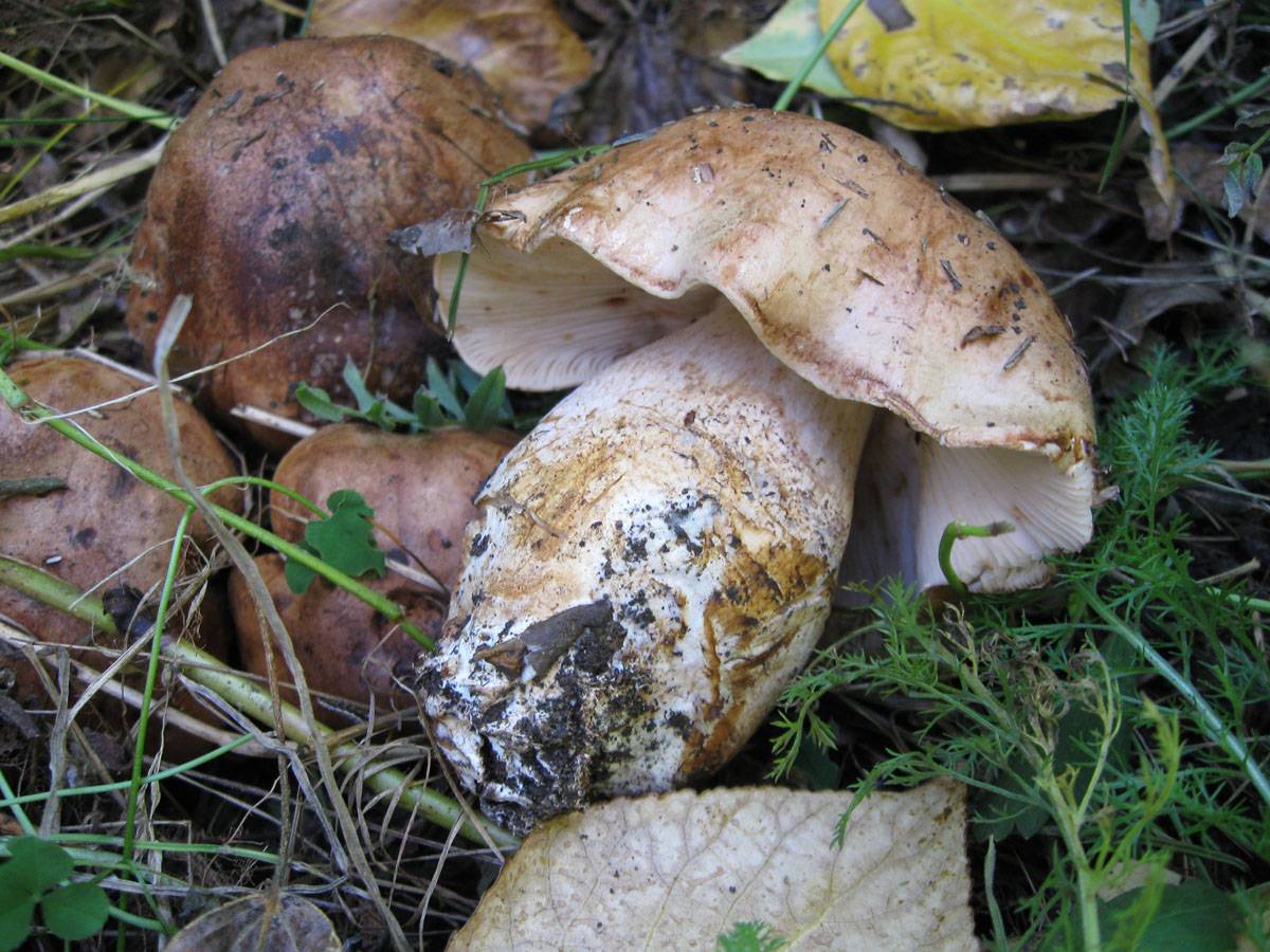 50 фото разных видов грибов подтопольники, ? названия, описания, как отличить - все о фермерстве, растениях и урожае