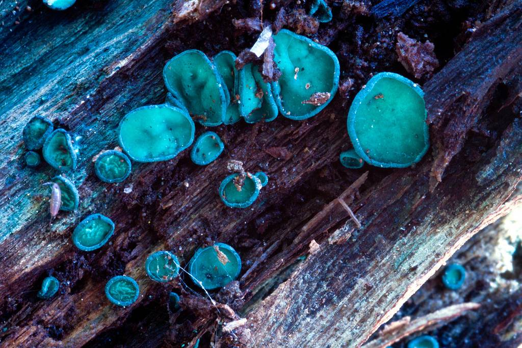 Хлороцибория сине-зеленая