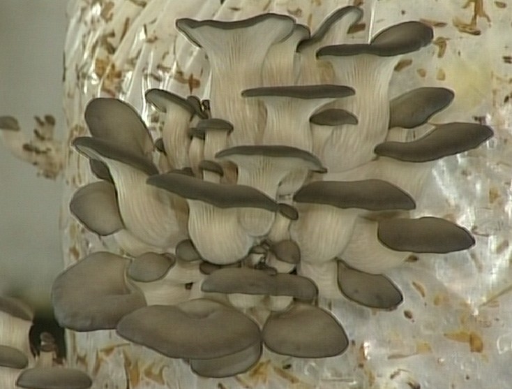 Вешенки: выращивание грибов в домашних условиях