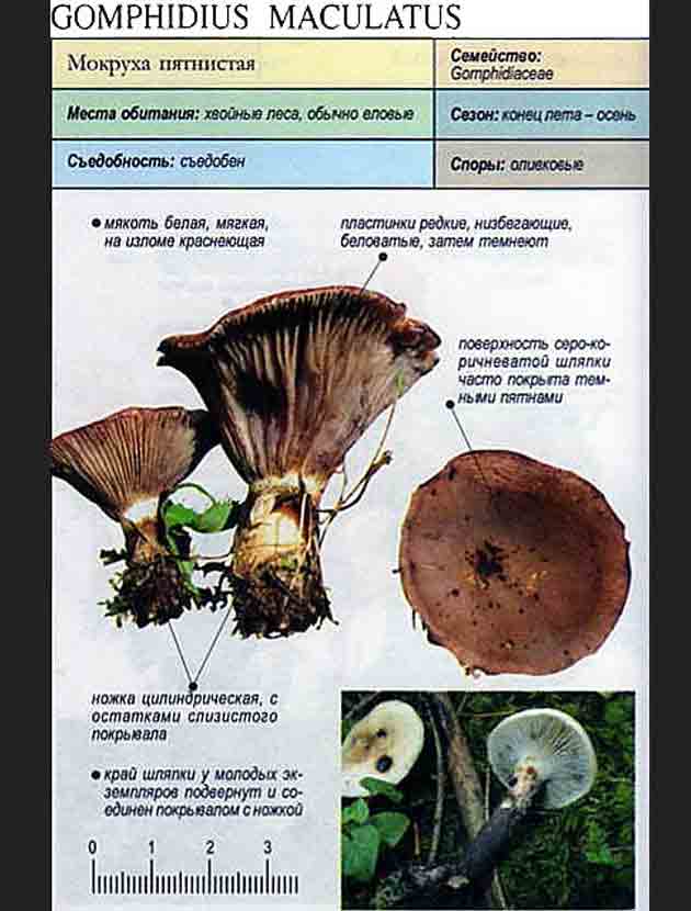 Гриб мокруха пурпуровая (chroogomphus rutilus): фото и описание