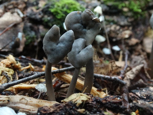 Строчок осенний — фото и описание, как выглядит гриб и где растет